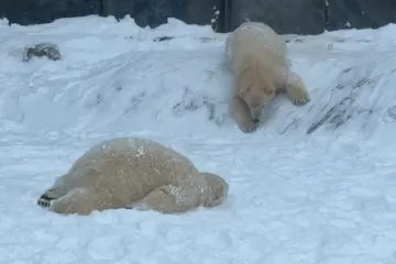 Majka im skače u bazen, oni se valjaju u snijegu... I ba&scaron; ih briga &scaron;to minusi 'grizu' ljude