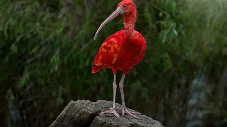 [KVIZ] Svi moraju prepoznati barem četiri ove crvene životinje