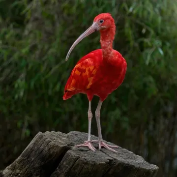 [KVIZ] Svi moraju prepoznati barem četiri ove crvene životinje