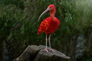 [KVIZ] Svi moraju prepoznati barem četiri ove crvene životinje