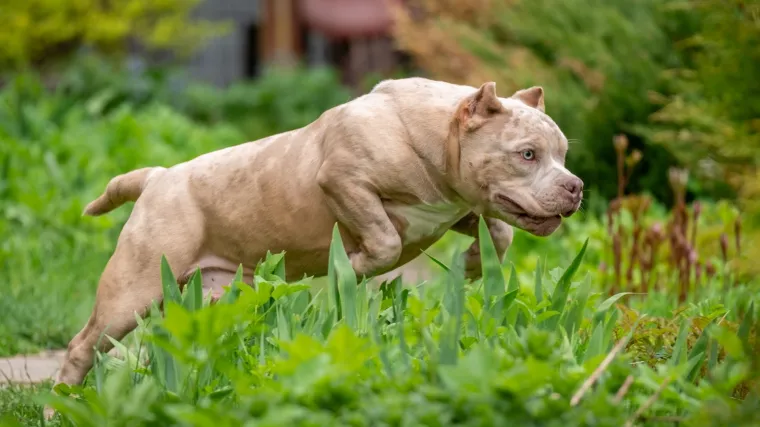 Pas ubio vlasnika (33), tijelo prona&scaron;li u jarku: Napadao je i spasioce