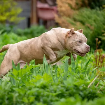 Pas ubio vlasnika (33), tijelo prona&scaron;li u jarku: Napadao je i spasioce