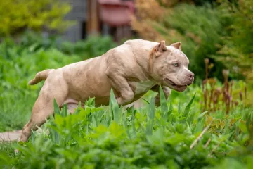 Pas ubio vlasnika (33), tijelo prona&scaron;li u jarku: Napadao je i spasioce