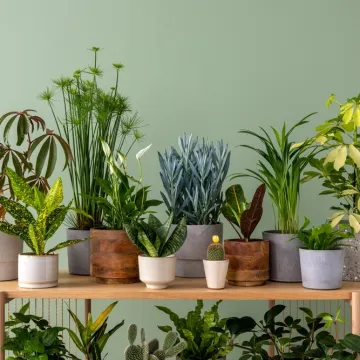 [KVIZ] Koliko znate o sobnom bilju i njihovom održavanju?