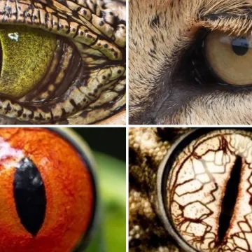 Možete li prepoznati o kojim se životinjama radi na temelju njihovih očiju?