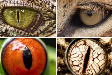 Možete li prepoznati o kojim se životinjama radi na temelju njihovih očiju?