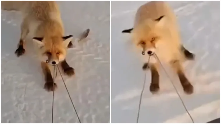 Drski lopov ukrao bogat ulov i nasmijao mreže do suza: Upornost mu je bila nevjerojatna