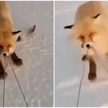 Drski lopov ukrao bogat ulov i nasmijao mreže do suza: Upornost mu je bila nevjerojatna