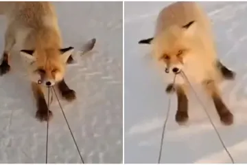 Drski lopov ukrao bogat ulov i nasmijao mreže do suza: Upornost mu je bila nevjerojatna