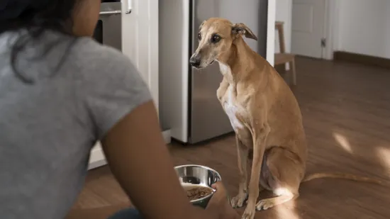 Nutricionist za životinje upozorava: Zbog ovoga bi va&scaron; pas mogao dobiti salmonelu