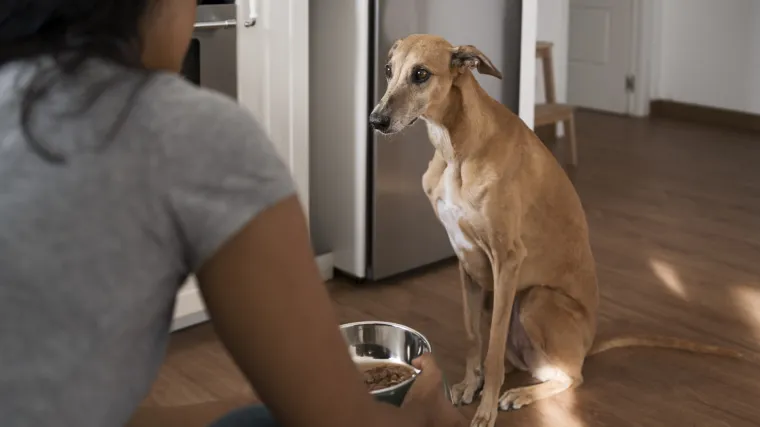 Nutricionist za životinje upozorava: Zbog ovoga bi va&scaron; pas mogao dobiti salmonelu