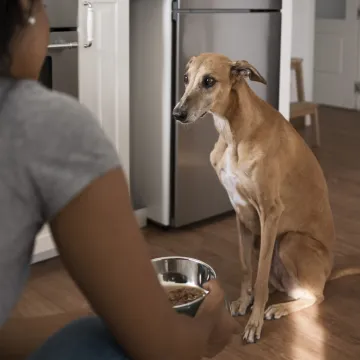 Nutricionist za životinje upozorava: Zbog ovoga bi va&scaron; pas mogao dobiti salmonelu