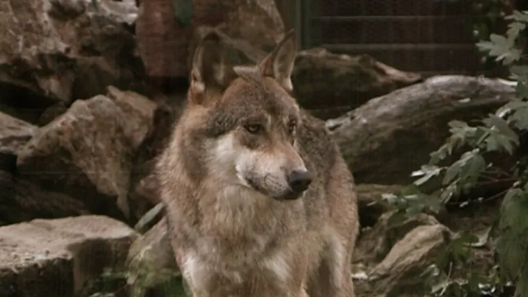 Hrvatska uvodi zonaciju vukova: Hoće li akcijski plan zadovoljiti interese stočara i lovaca?