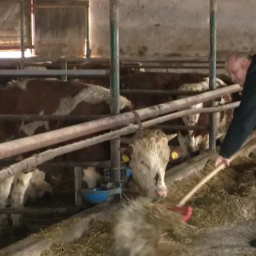 Dramatično upozorenje mljekara: 'Voda je debelo do&scaron;la i do u&scaron;iju i do nosaati&rsquo;