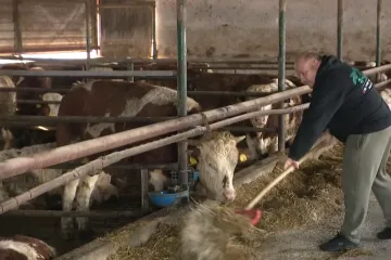 Dramatično upozorenje mljekara: 'Voda je debelo do&scaron;la i do u&scaron;iju i do nosa&rsquo;