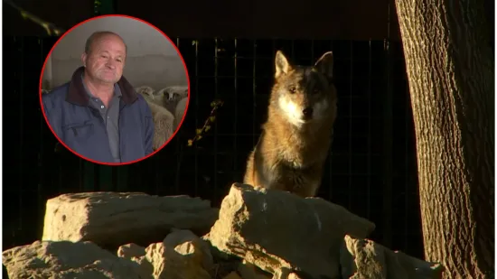 Marko je imao bliski susret s čoporom predatora: 'Nisam mogao vjerovati!'