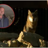 Marko je imao bliski susret s čoporom predatora: 'Nisam mogao vjerovati!'