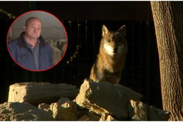 Marko je imao bliski susret s čoporom predatora: 'Nisam mogao vjerovati!'