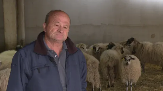 Lovci i stočari ne vjeruju Ministarstvu: Sve veći broj vukova terorizira hrvatske stočare