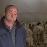 Lovci i stočari ne vjeruju Ministarstvu: Sve veći broj vukova terorizira hrvatske stočare