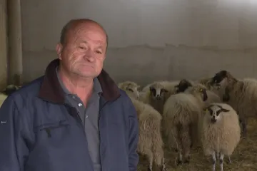 Lovci i stočari ne vjeruju Ministarstvu: Sve veći broj vukova terorizira hrvatske stočare