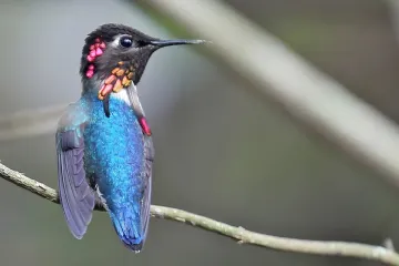 [KVIZ] Koliko dobro poznajete najmanje životinje na svijetu?