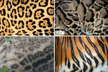 Samo najveći obožavatelji mačaka mogu ih prepoznati po uzorku krzna: Jeste li među njima?