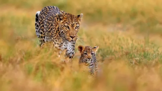 [KVIZ] Koliko dobro poznajete divlje mačke svijeta?