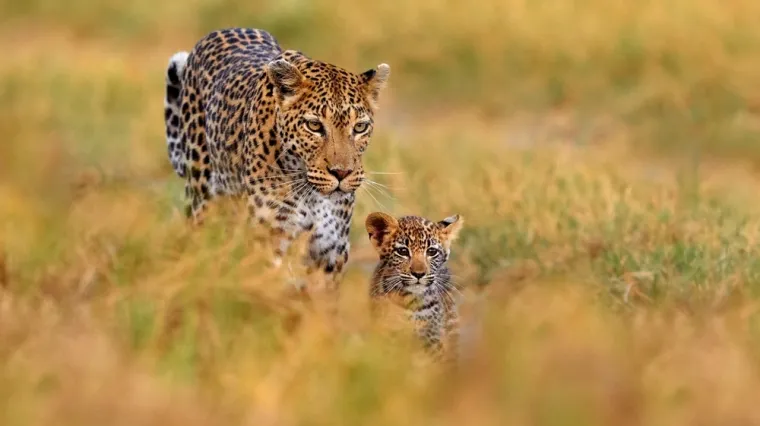 [KVIZ] Koliko dobro poznajete divlje mačke svijeta?