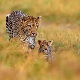 [KVIZ] Koliko dobro poznajete divlje mačke svijeta?