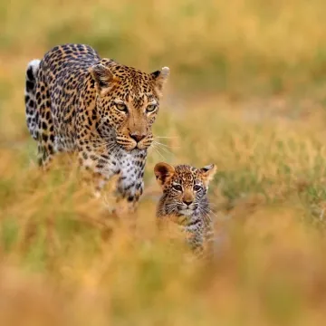 [KVIZ] Koliko dobro poznajete divlje mačke svijeta?