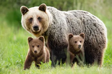 [KVIZ] Koliko znate o vrstama medvjeda svijeta?