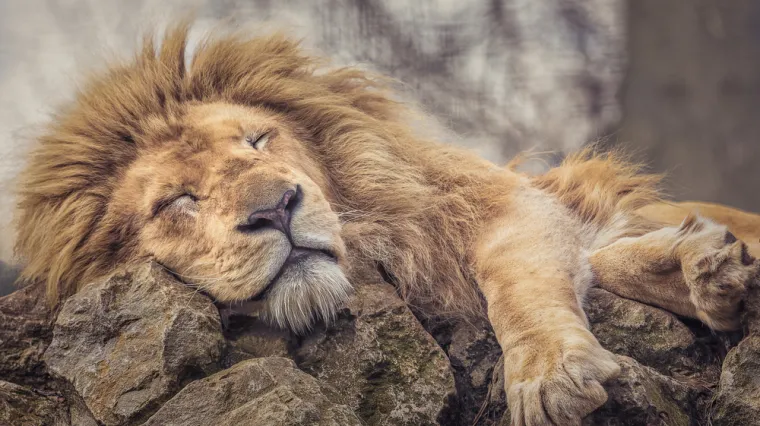 [KVIZ] Samo će pravi ljubitelji životinja znati koliko one sati provode spavajući