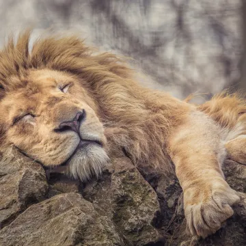 [KVIZ] Samo će pravi ljubitelji životinja znati koliko one sati provode spavajući