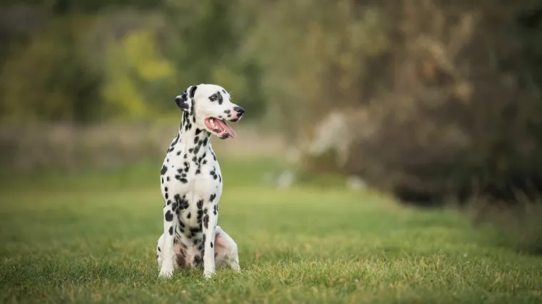 [KVIZ] Zna&scaron; li odakle potječu ove pasmine pasa?
