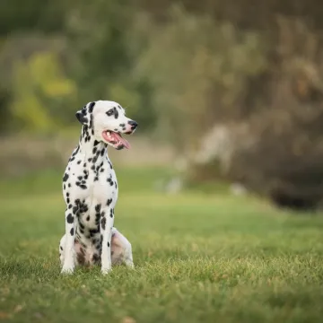 [KVIZ] Zna&scaron; li odakle potječu ove pasmine pasa?