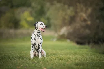 [KVIZ] Zna&scaron; li odakle potječu ove pasmine pasa?