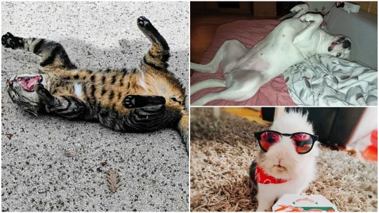 Poslali ste nam najsmje&scaron;nije fotke svojih ljubimaca i uljep&scaron;ali dan, totalni su urnebes