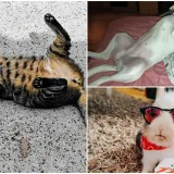 Poslali ste nam najsmje&scaron;nije fotke svojih ljubimaca i uljep&scaron;ali dan, totalni su urnebes