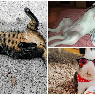 Poslali ste nam najsmje&scaron;nije fotke svojih ljubimaca i uljep&scaron;ali dan, totalni su urnebes