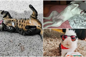 Poslali ste nam najsmje&scaron;nije fotke svojih ljubimaca i uljep&scaron;ali dan, totalni su urnebes