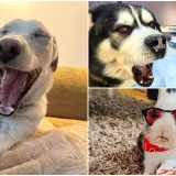 Poslali ste nam najsmje&scaron;nije fotke svojih ljubimaca i uljep&scaron;ali dan, totalni su urnebes