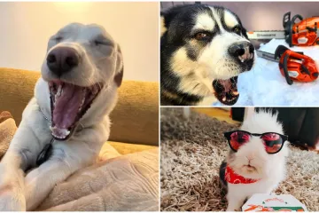 Poslali ste nam najsmje&scaron;nije fotke svojih ljubimaca i uljep&scaron;ali dan, totalni su urnebes