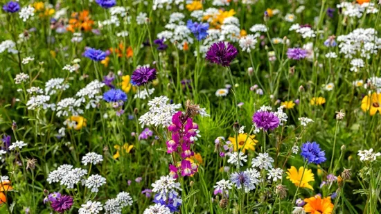 [KVIZ] Svi moraju znati barem četiri boje cvjetova ovih livadnih biljaka