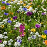 [KVIZ] Svi moraju znati barem četiri boje cvjetova ovih livadnih biljaka