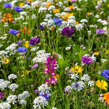 [KVIZ] Svi moraju znati barem četiri boje cvjetova ovih livadnih biljaka