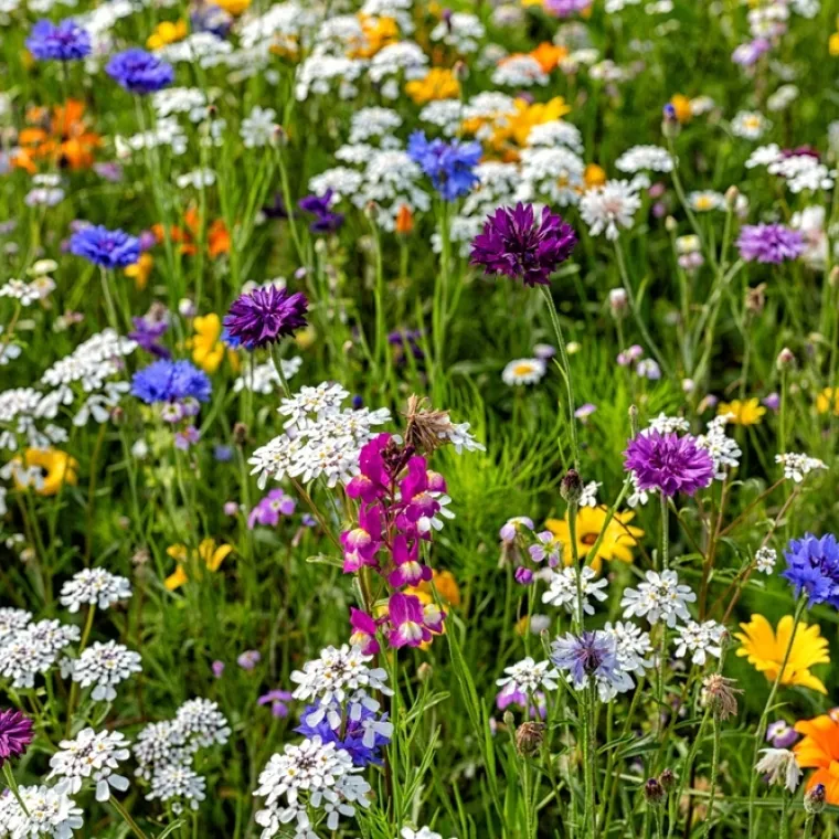 [KVIZ] Svi moraju znati barem četiri boje cvjetova ovih livadnih biljaka