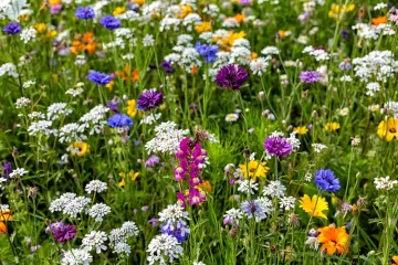[KVIZ] Svi moraju znati barem četiri boje cvjetova ovih livadnih biljaka
