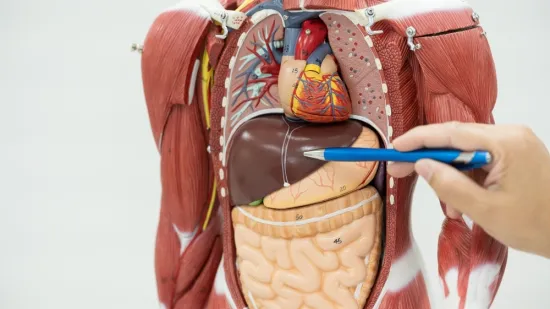 Jesi li stručnjak koji zna sve o ljudskom tijelu? Provjeri na ovim zahtjevnim pitanjima