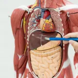 Jesi li stručnjak koji zna sve o ljudskom tijelu? Provjeri na ovim zahtjevnim pitanjima